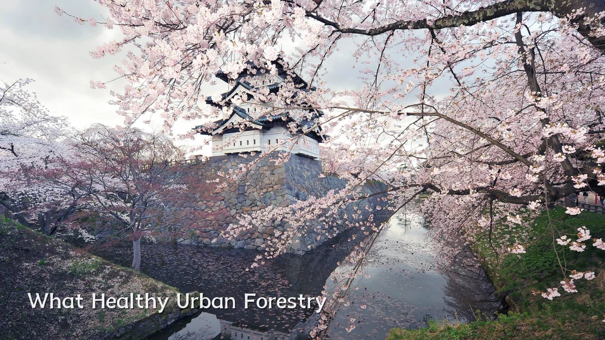 What Healthy Urban Forestry