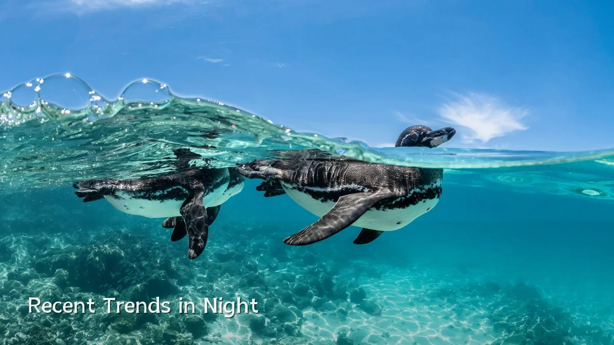 Recent Trends in Night